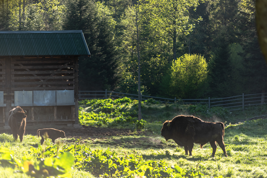 Muczne w Bieszczadach - żubry w zagrodzie szukają jedzenia