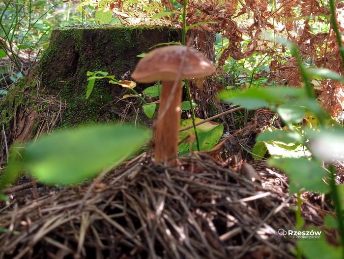 Podgrzybek - grzyby Podkarpacie
