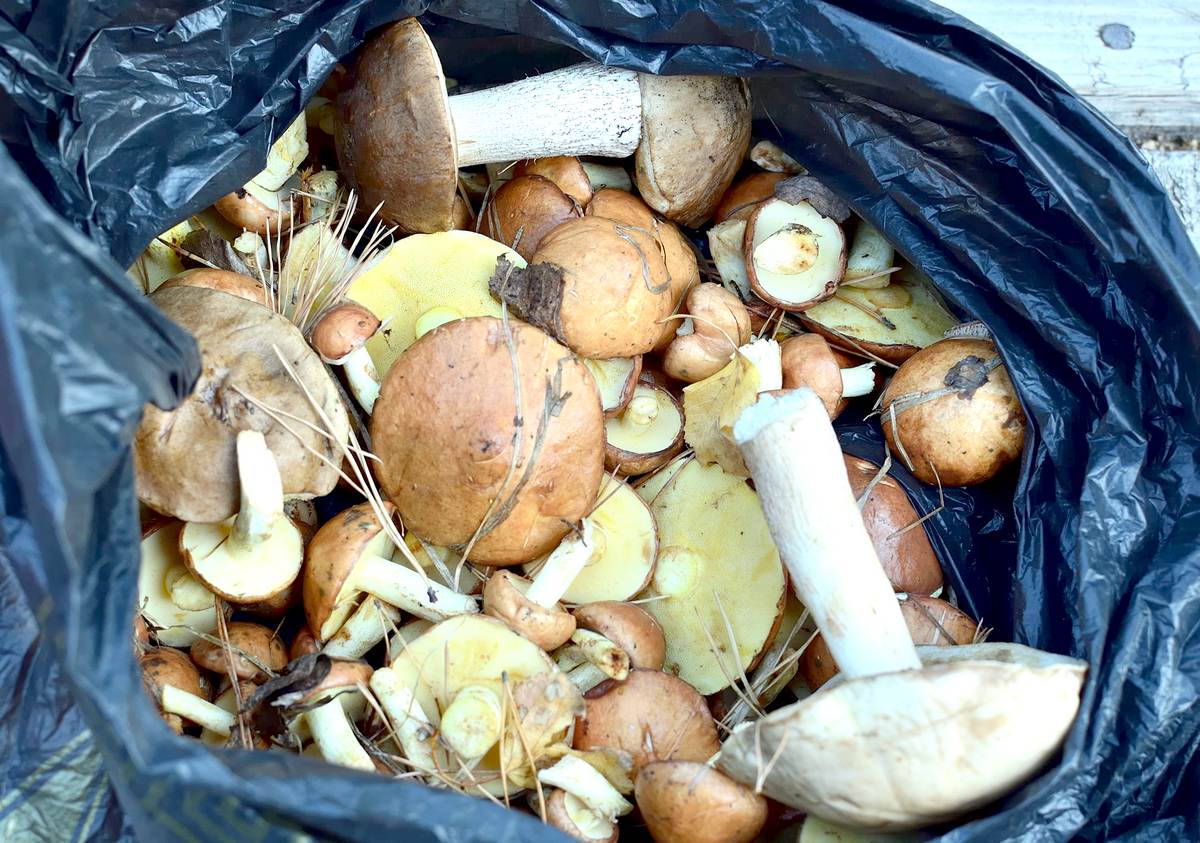 grzyby w Bieszczadach