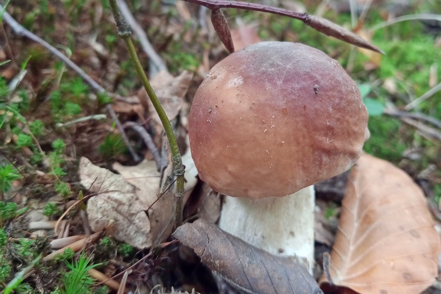 Grzyby na Podkarpaciu