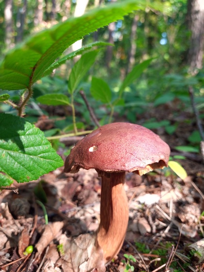 grzyby w podkarpackich lasach