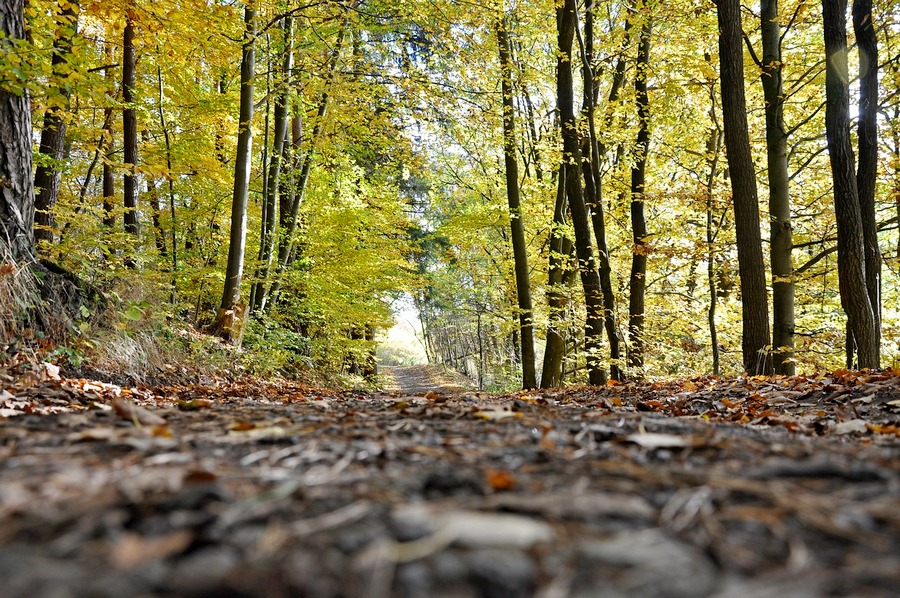 Rezerwat Mur Krzeczkowski