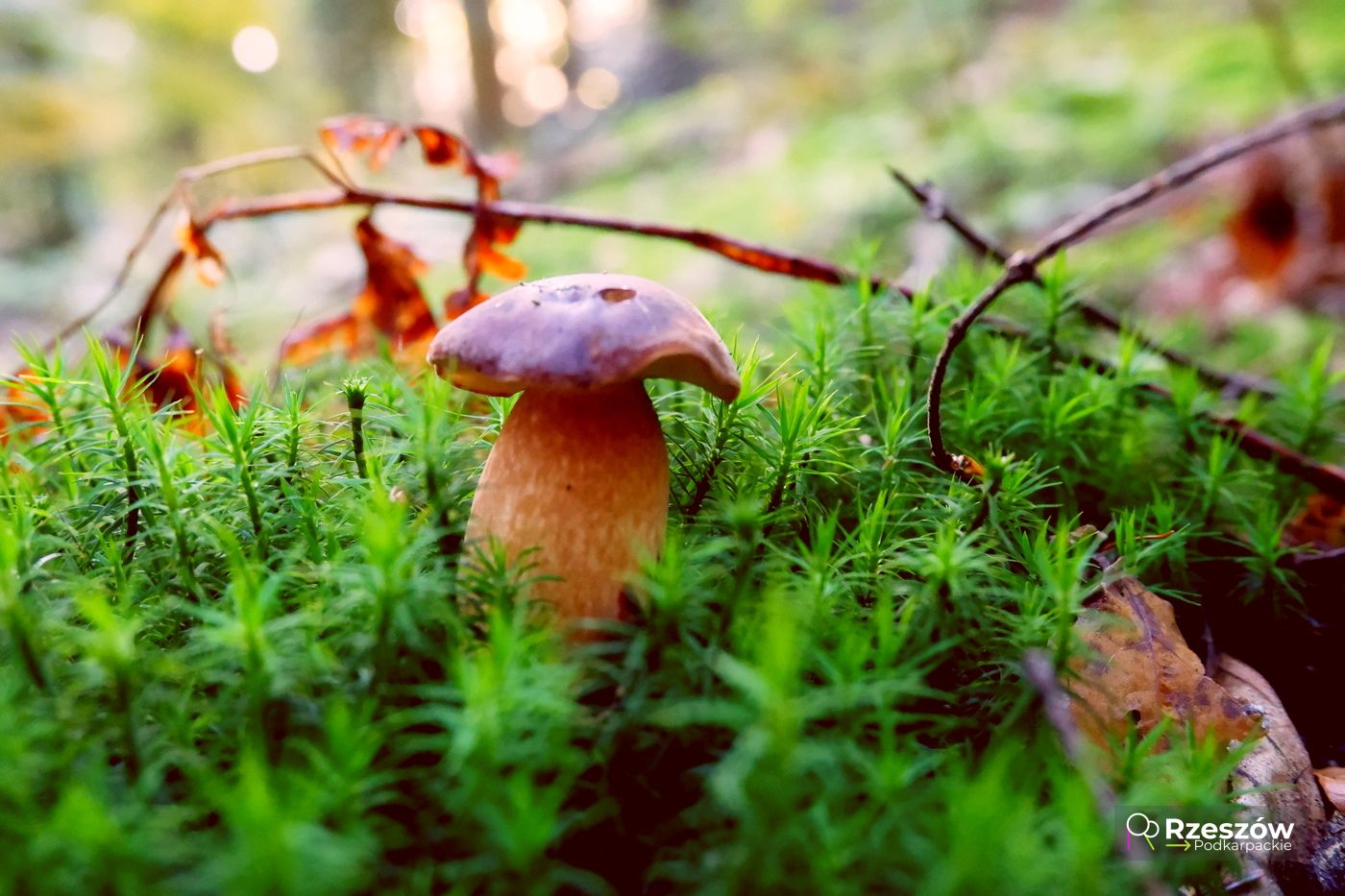 skup grzyb&oacute;w podkarpackie