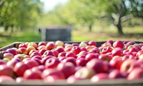 Jabłka na skup