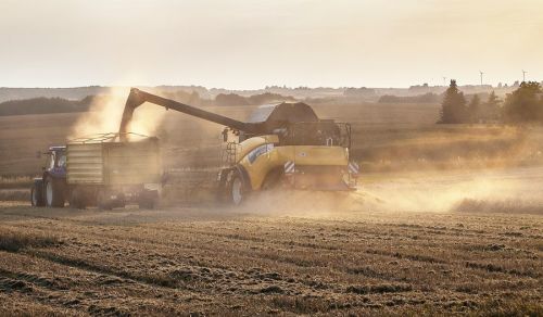 koszenie zboża na skup