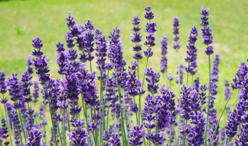uprawa lawendy na skup