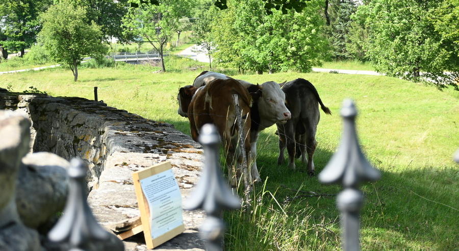 skup cieląt i zwierząt hodowlanych