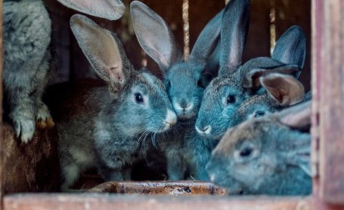 skup kr&oacute;lik&oacute;w