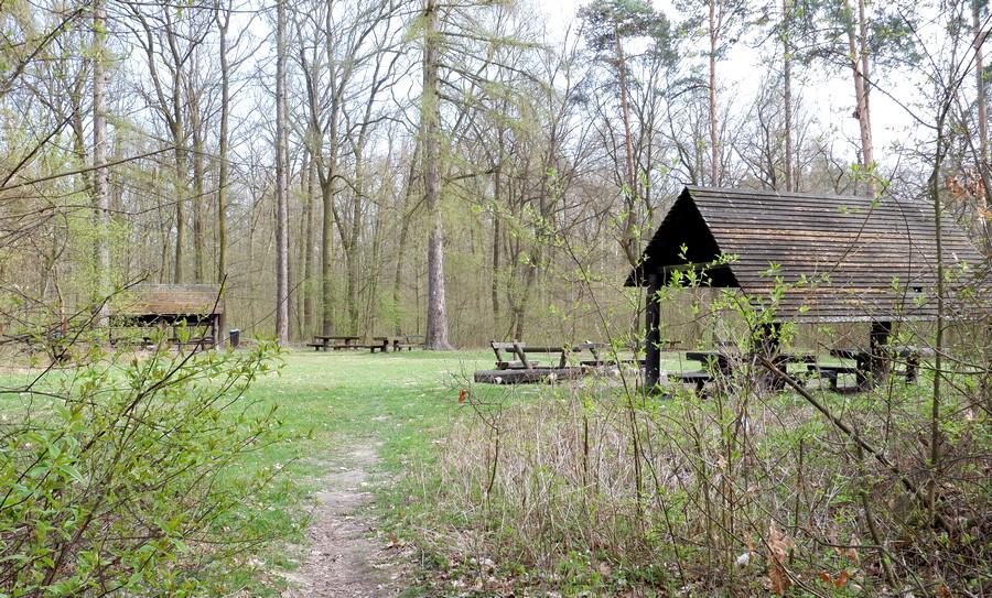 las zwierzyniecki w Tarnobrzegu