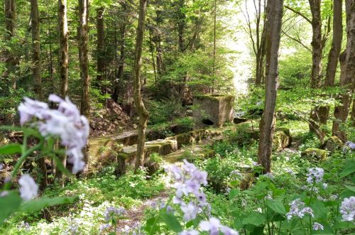 Stary tartak na potoku Kłopotnica