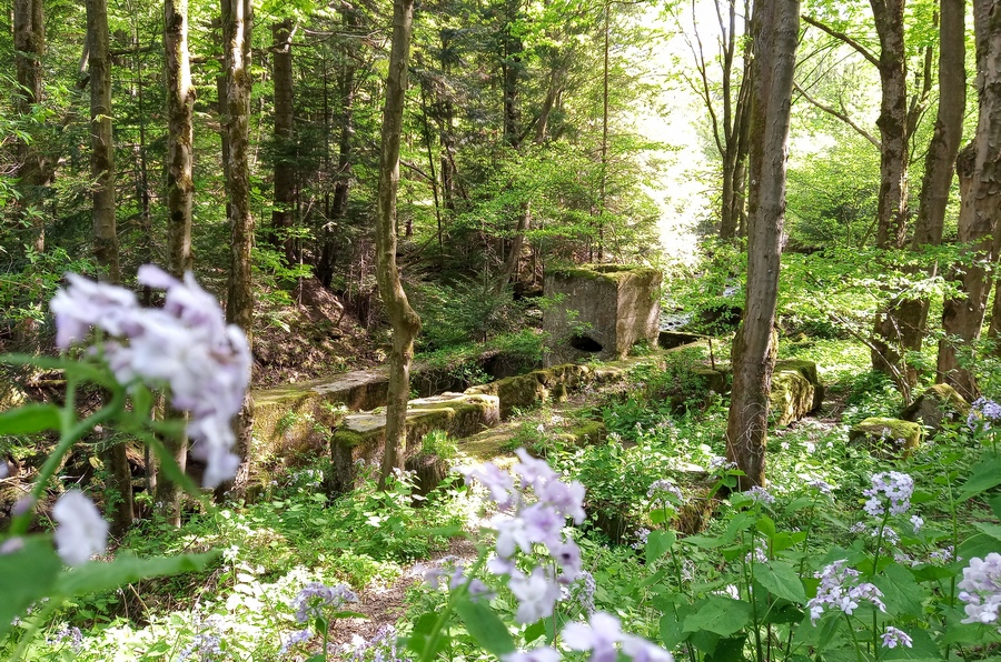 Stary tartak na potoku Kłopotnica